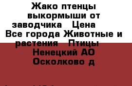 Жако птенцы выкормыши от заводчика › Цена ­ 1 - Все города Животные и растения » Птицы   . Ненецкий АО,Осколково д.